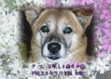 クマちゃんのメモリアル写真　ペット葬儀日：２０１０年３月１日　千葉県よりご依頼